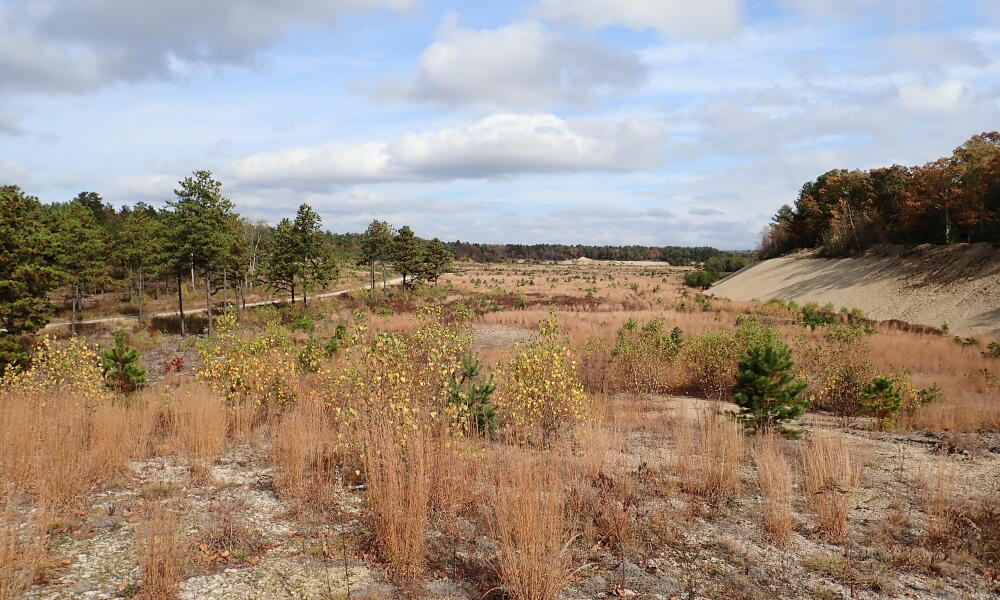 Revegetation
