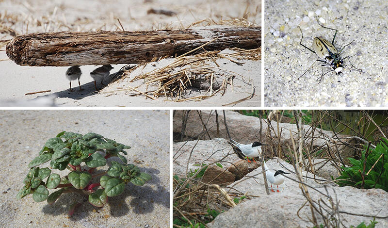 beach and dune species that are endangered or threatened