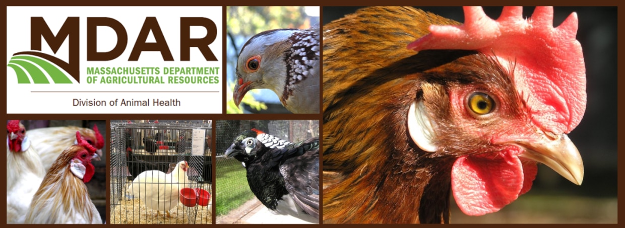 MDAR Poultry Program Pictures
