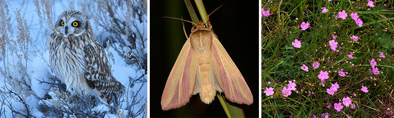 sandplain grassland and heathland species that are endangered or threatened