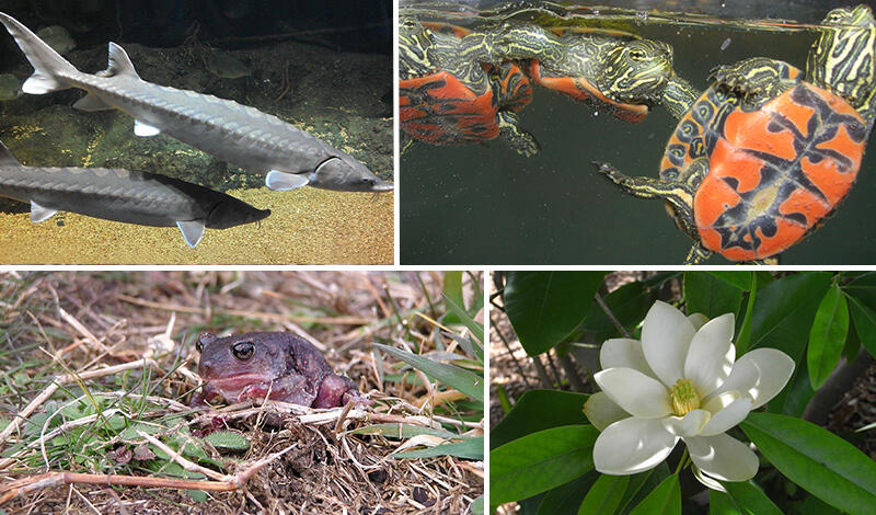 waterbody species that are endangered or threatened