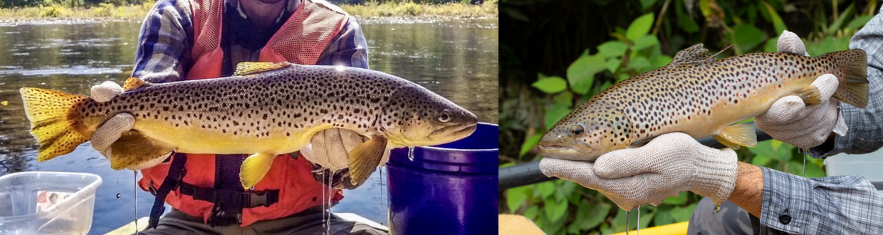 wild and hatchery brown trout