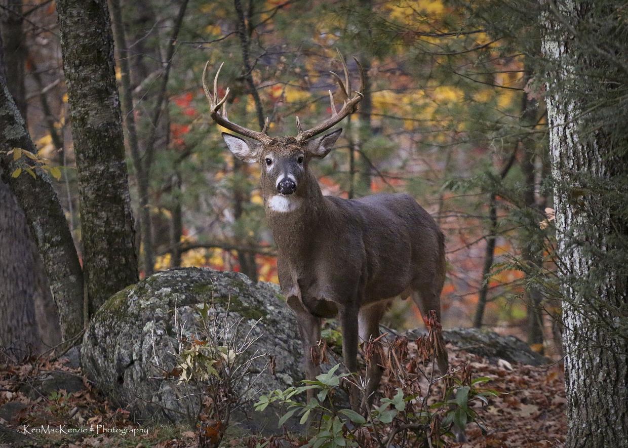 Buck, Photo courtesy of Ken MacKenzie
