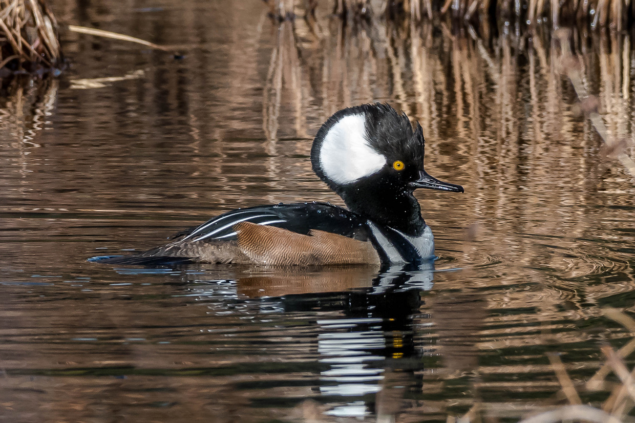 Hooded Merganser, Photo courtesy of Dale Monette, North Quabbin Photography