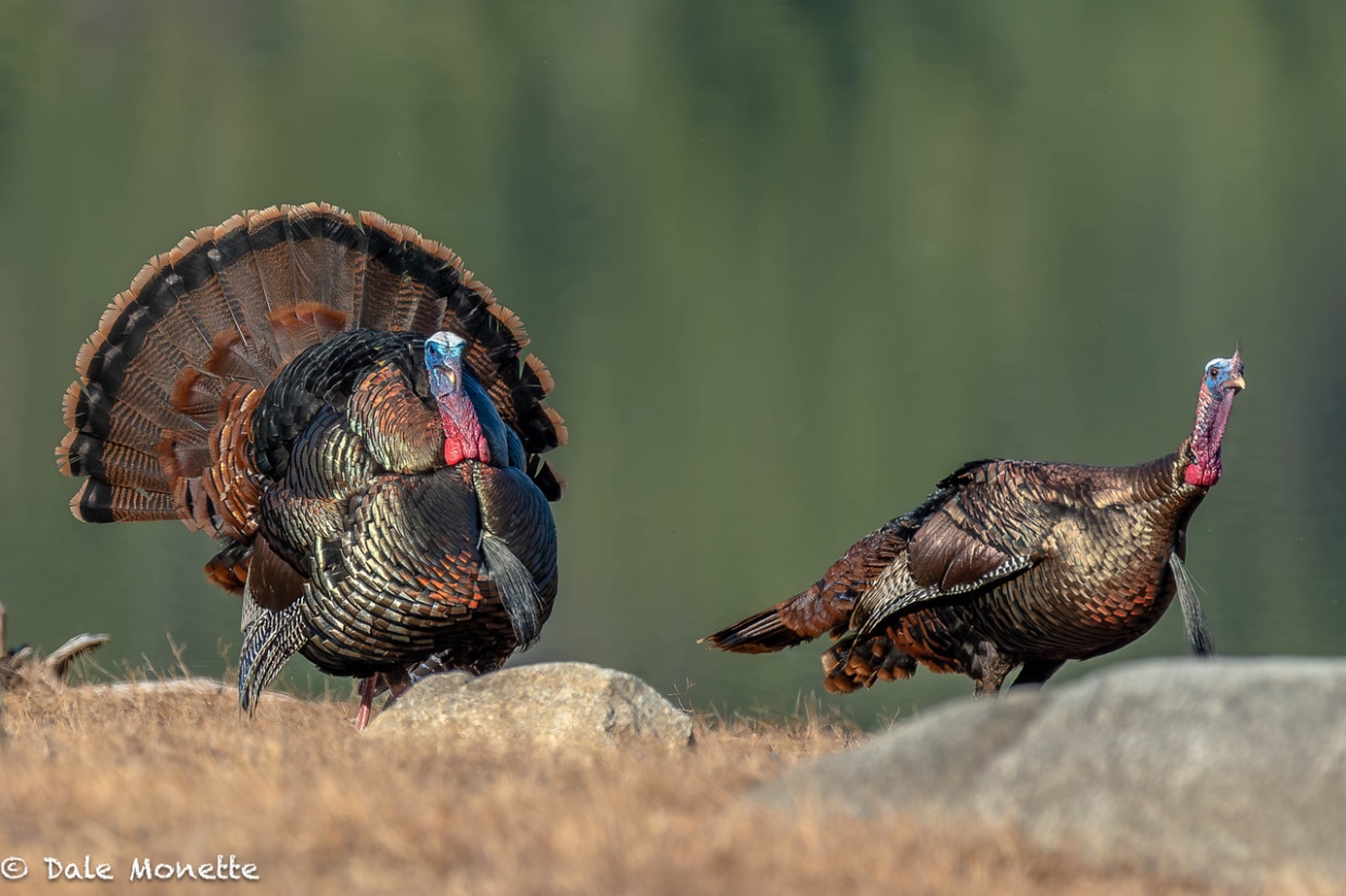 Two Male Turkeys, Photo courtesy of Dale Monette, North Quabbin Photography