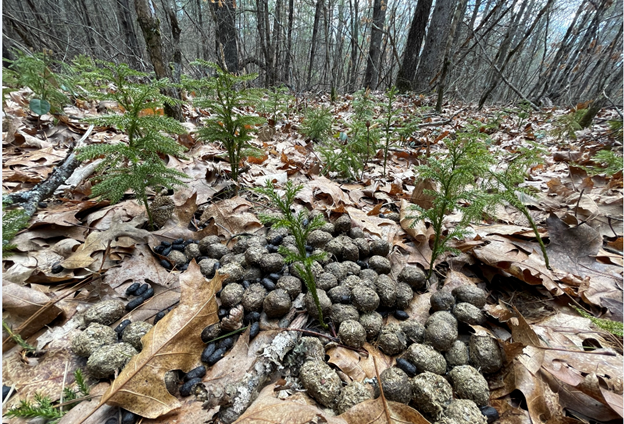 Moose scat