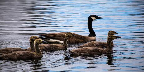 geese on water