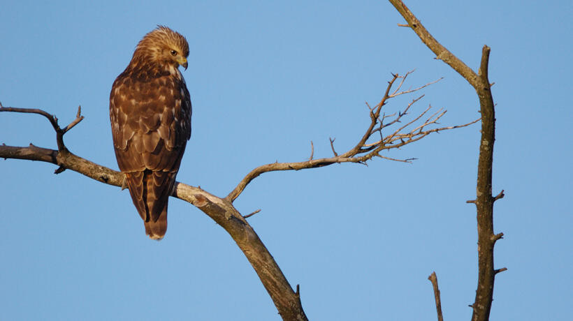 Immature red-tailed hawk on a branch