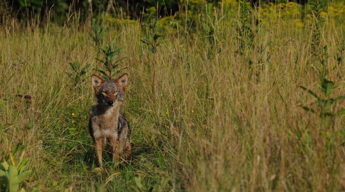 Coyote in grassy field