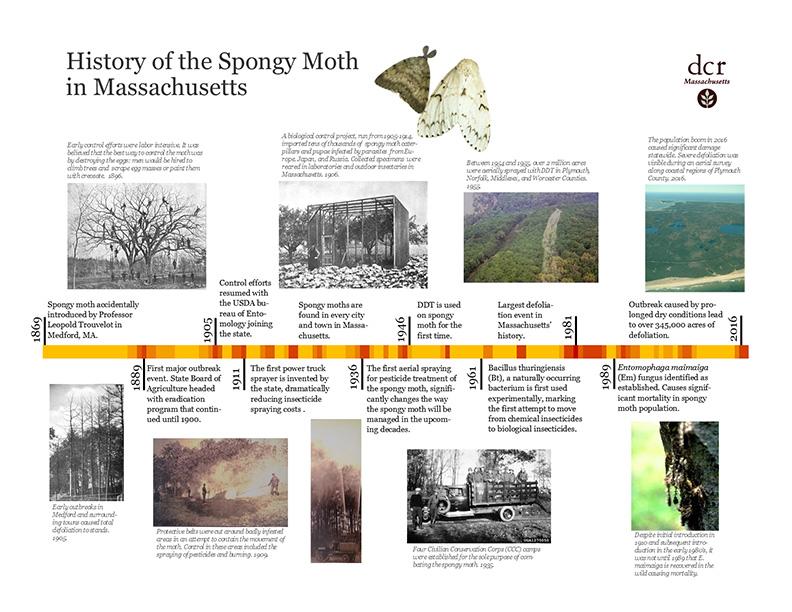spongy moth timeline