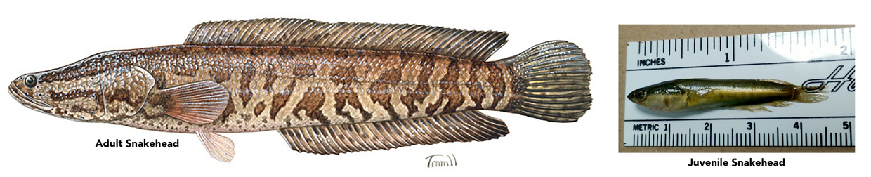 Northern Snakehead