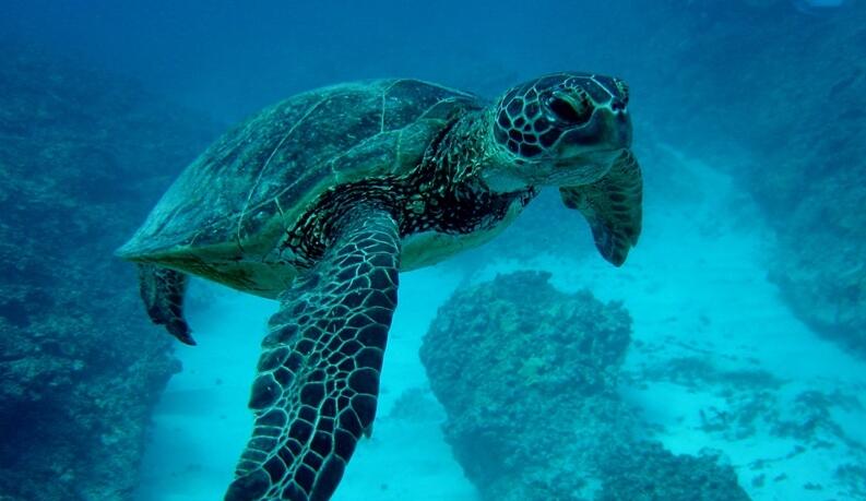 green sea turtle