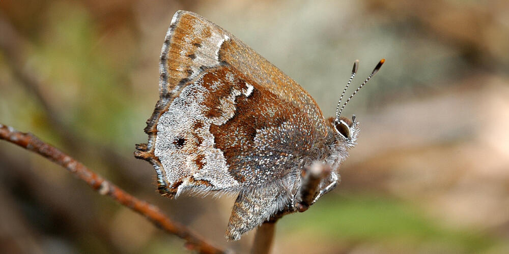 frosted elfin butterfly