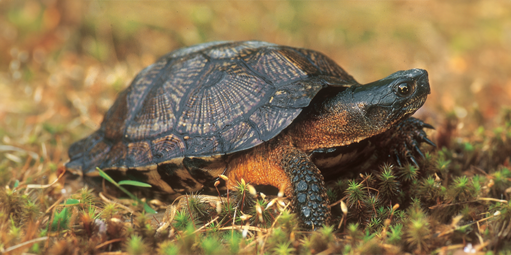 Wood turtle