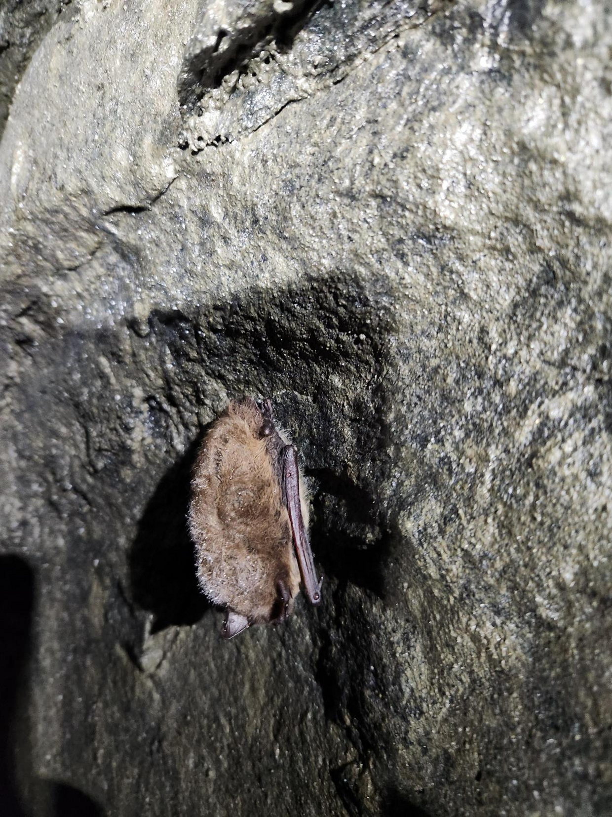 hibernating bat