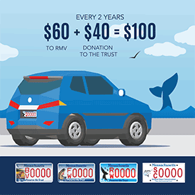 graphic of a blue car with a whale license plate