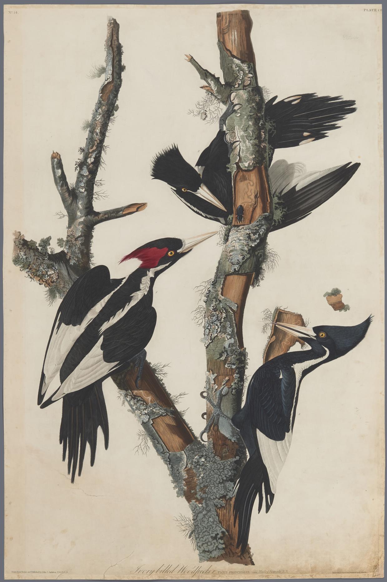 Ivory Billed Woodpeckers, Audubon Plate 66