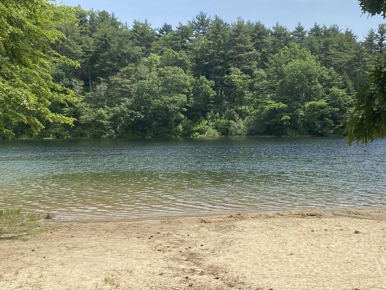 sand beach overlooking clear water