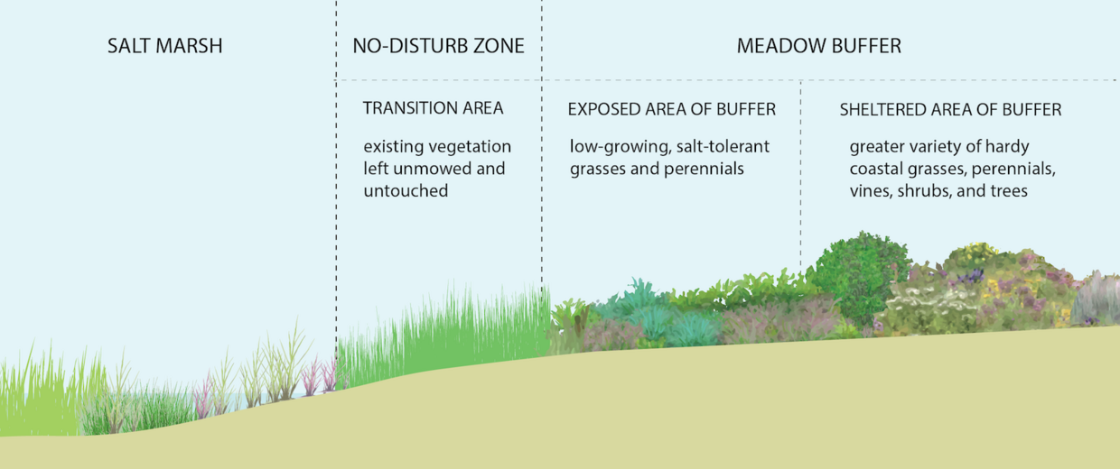 recommended transition of plant types from salt marsh to the upland buffer.