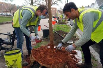 Two workers planting a tree on a city street