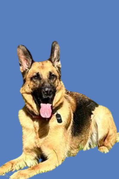 Blue the dog guide