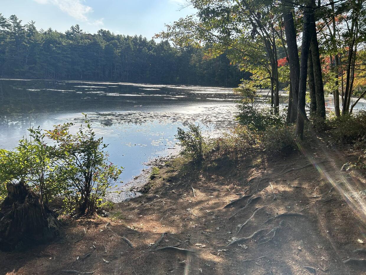 A small area for access along the shore between trees and shrubs