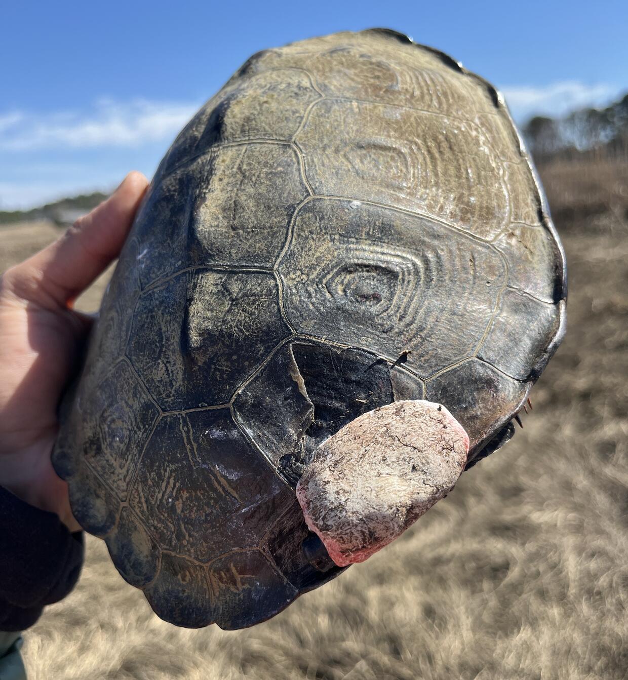 A transmitter attached to the shell of a Northern diamond-backed terrapin. Photo: A. Jones, MassWildlife