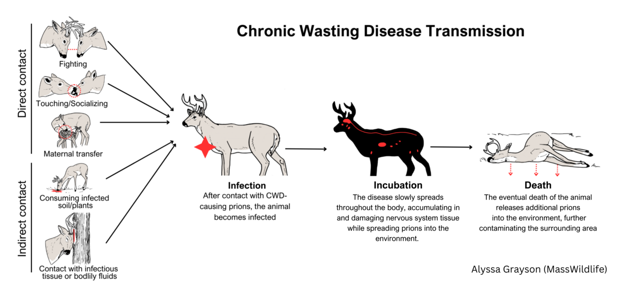 CWD transmission