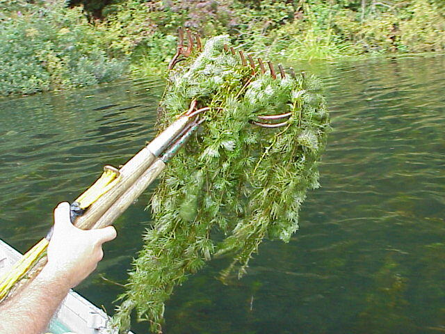 Fanwort