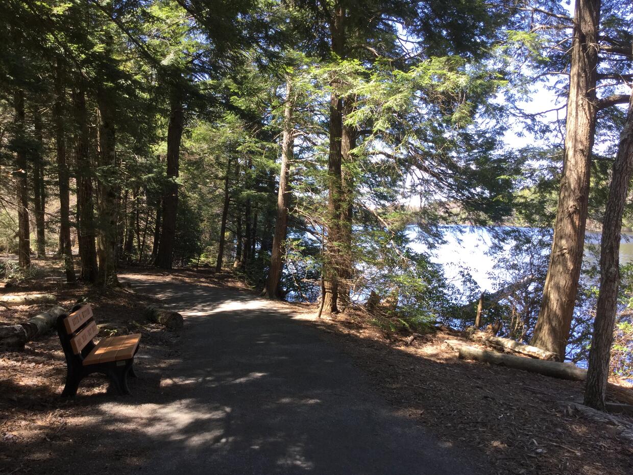 A wooded trail with a bench next to a lake.