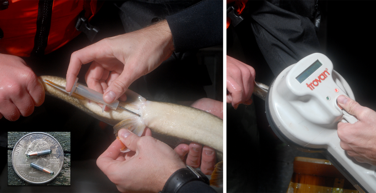 PIT tags being inserted into fish
