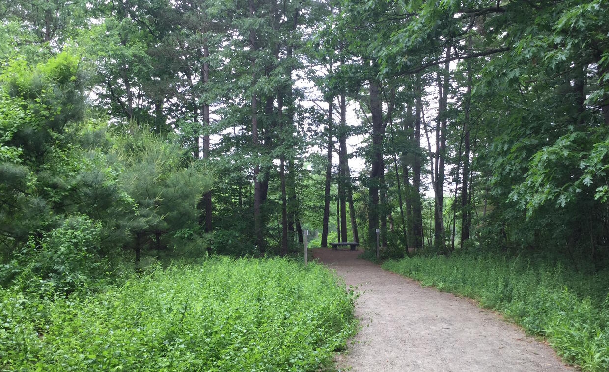 A trail in a meadow leading into the woods.