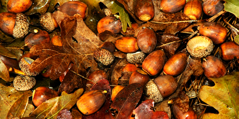 acorns and foliage