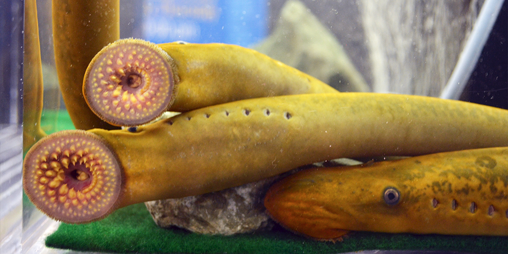 sea lampreys