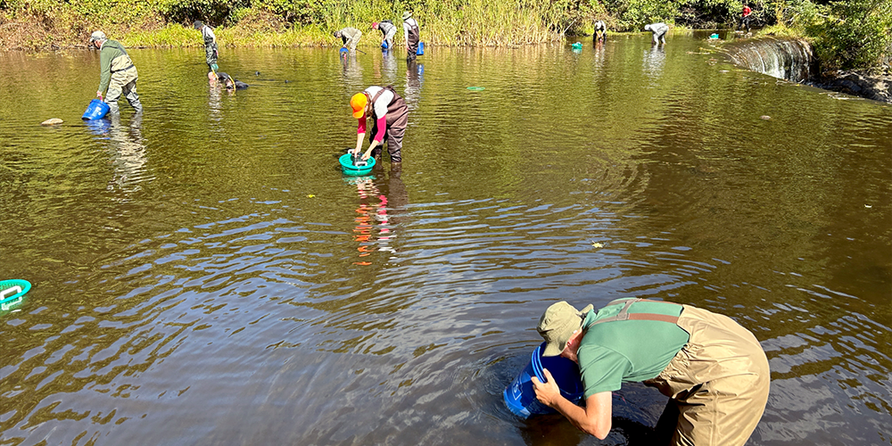 volunteers looking for mussels