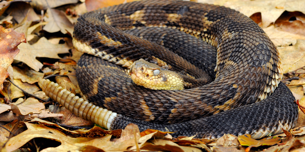 Timber rattlesnake