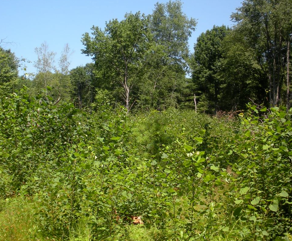 young forest habitat