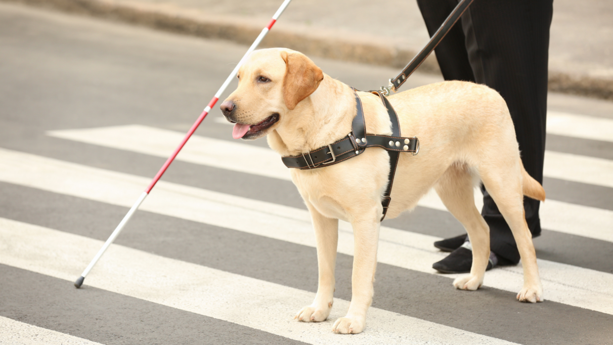 Person crossing street in crosswalk while using their white cane and guide dog