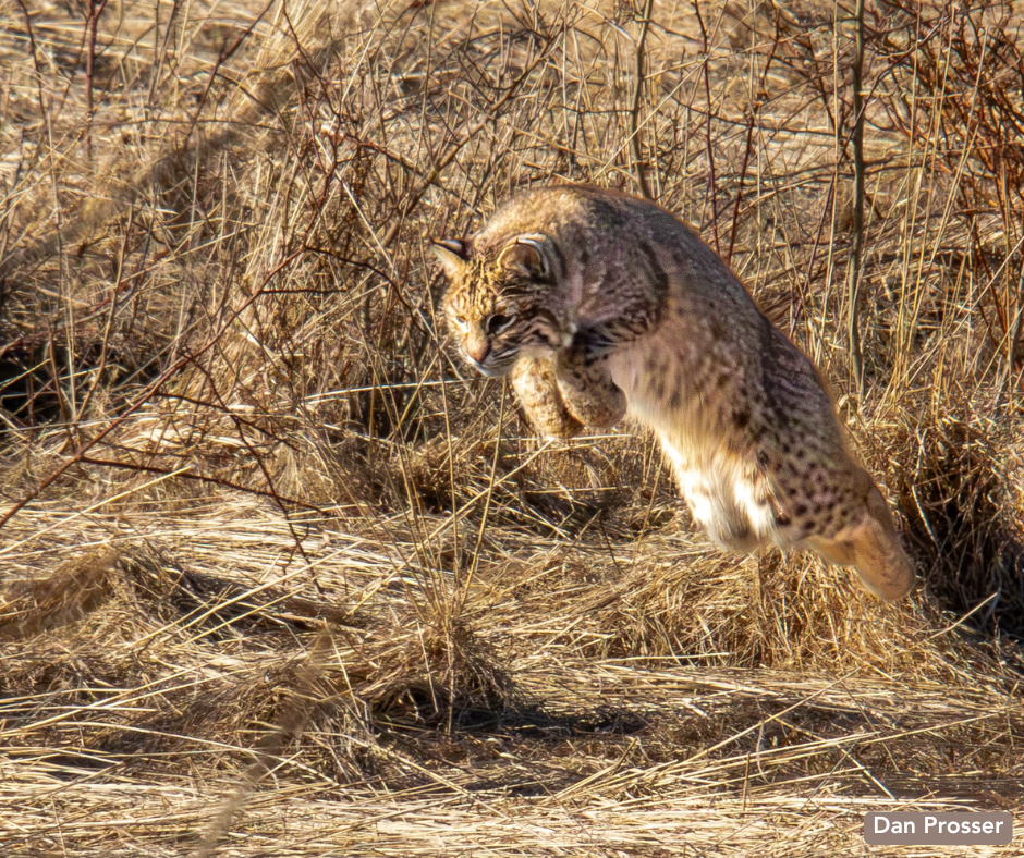 Bobcat pouncing