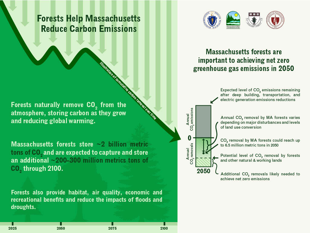 Infographic of Massachusetts forests are important to achieving net zero carbon emissions in 2050.  If you can not read this image, open the PDF file below.