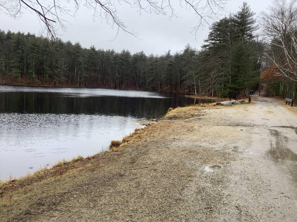 The shore of the pond along the gravel access road