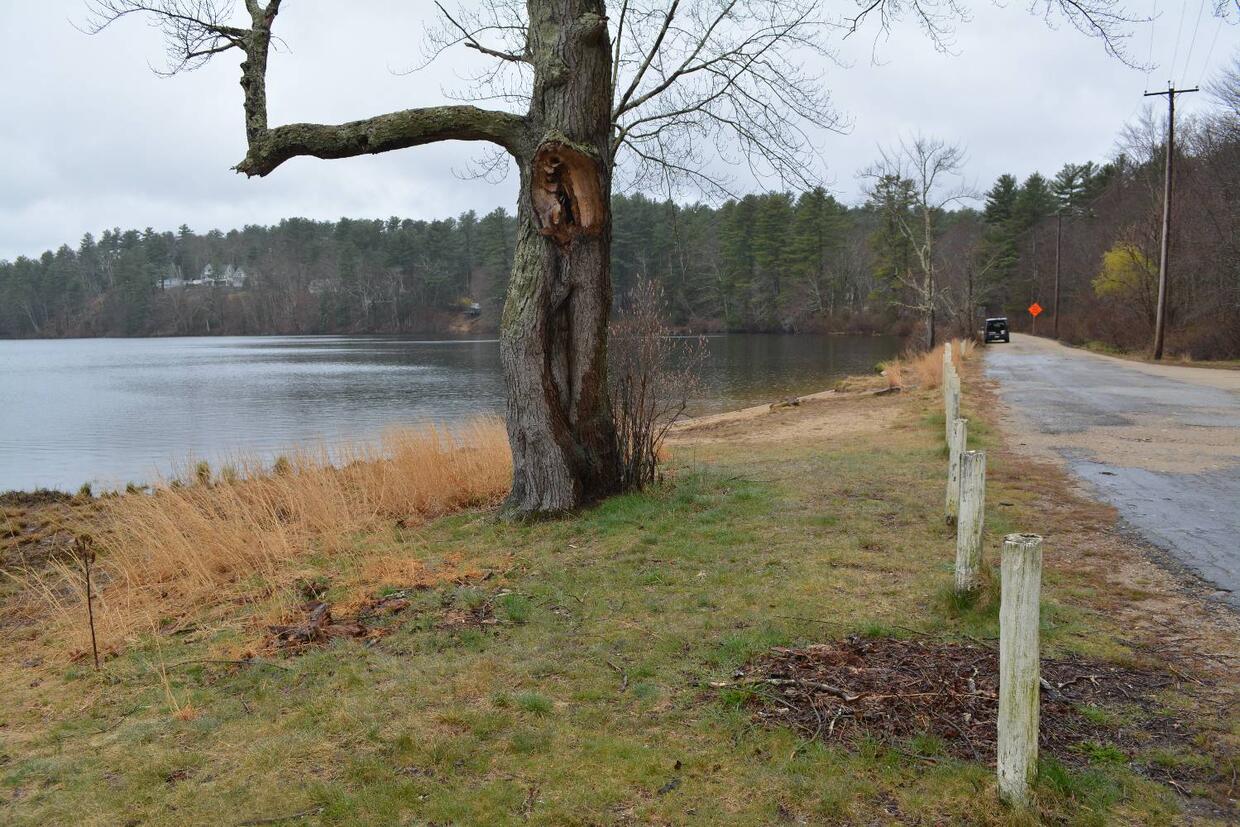 The shore beside the road, divided by fence posts. There is a large tree on the shoreline.