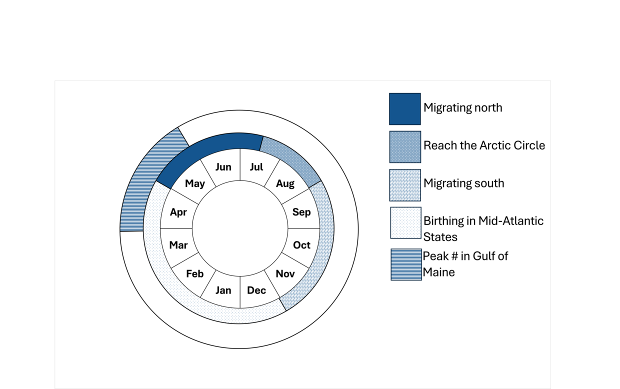 Fin whale phenology wheel