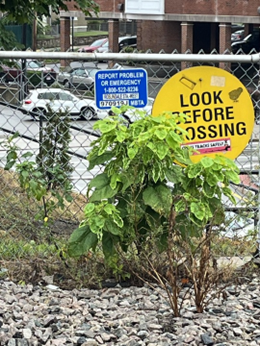 This image shows an obstructed “Look Before Crossing” sign at a train crossing at Roslindale Village Station.