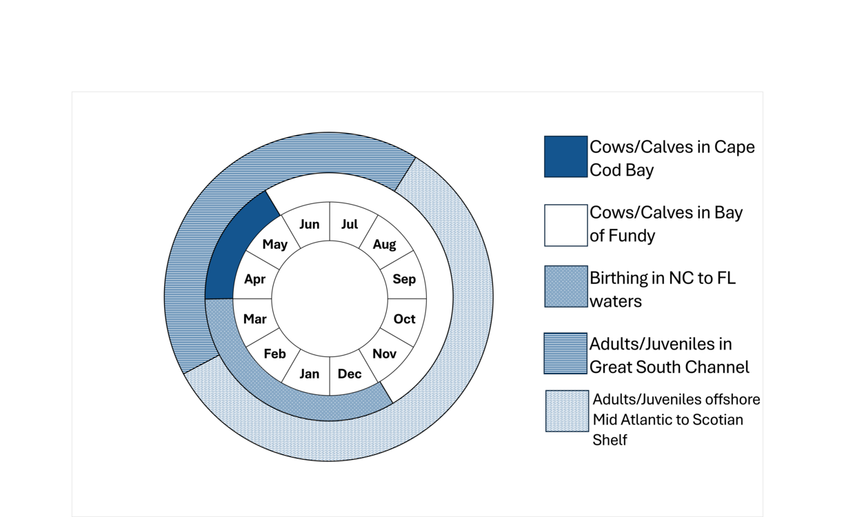 NAR whale phenology wheel