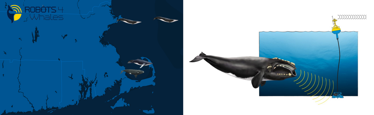 Acoustic monitoring buoys are systems that detect underwater sound. They can be used to monitor marine mammals. Since deployment in late February, buoys have already detected fin whales, humpback whales, and North Atlantic right whales.