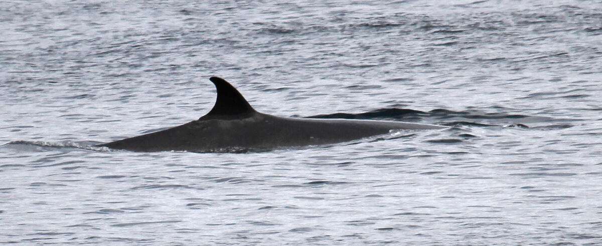 Sei whale fin