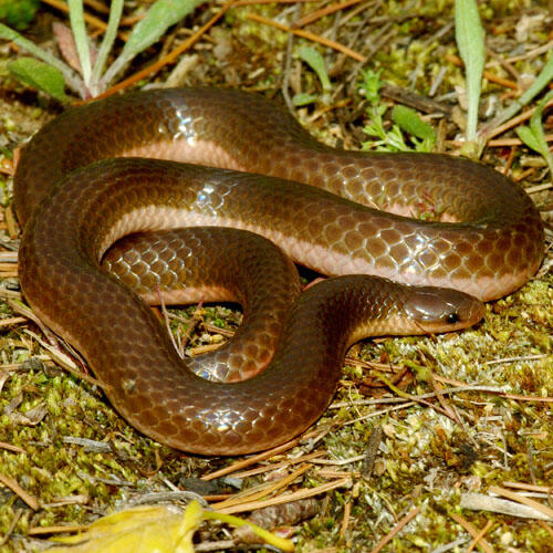 wormsnake