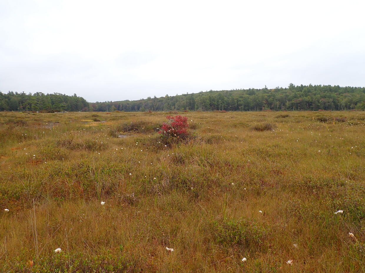 Acidic peatlands