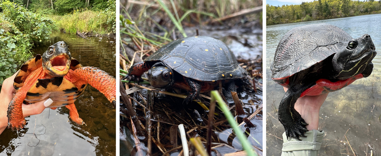 Wood turtle, spotted turtle, northern red-bellied cooter.